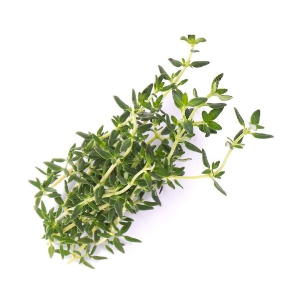 Thyme