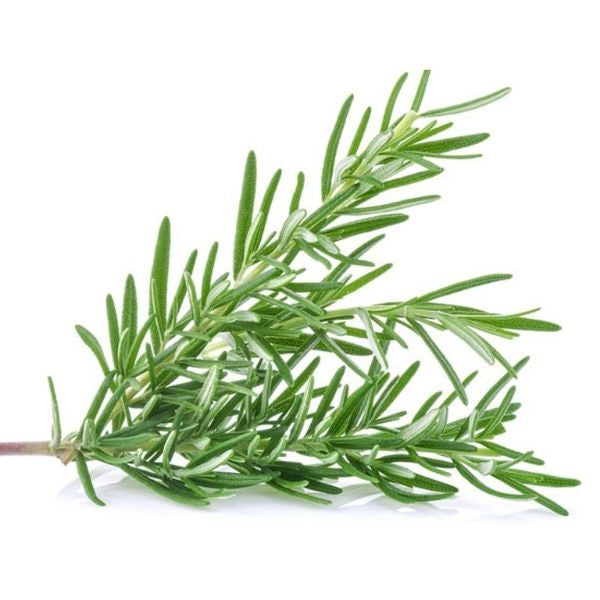 Rosemary